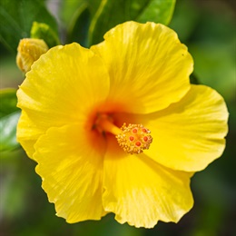 <i>Hibiscus rosa-sinensis</i> 'Sunny Wind' (Sunny Wind Hibiscus)